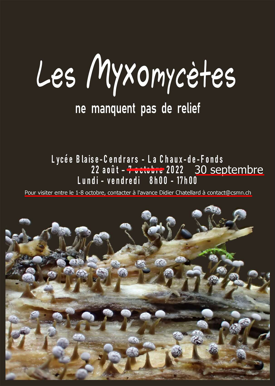 Les Myxomycètes ne manquent pas de relief